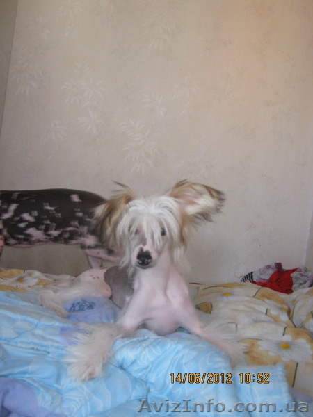 Щенки голой китайской хохлатой - <ro>Изображение</ro><ru>Изображение</ru> #1, <ru>Объявление</ru> #699660