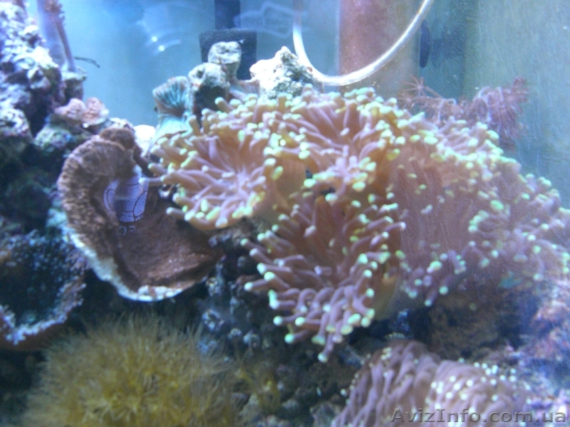 Качественное обслуживание аквариумов с любым наполнением - <ro>Изображение</ro><ru>Изображение</ru> #1, <ru>Объявление</ru> #695621