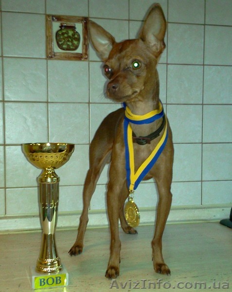 ищу жениха для той терьера девочки - <ro>Изображение</ro><ru>Изображение</ru> #1, <ru>Объявление</ru> #675653