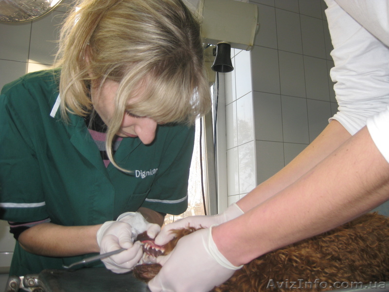 Услуги ветеринарного врача - <ro>Изображение</ro><ru>Изображение</ru> #1, <ru>Объявление</ru> #692914