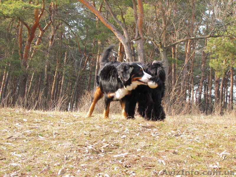 передержка собак - <ro>Изображение</ro><ru>Изображение</ru> #1, <ru>Объявление</ru> #683584