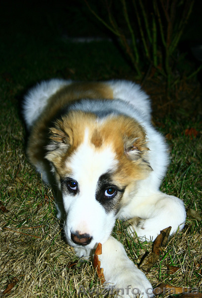 Срочно!!! Продам АЛАБАЯ! - <ro>Изображение</ro><ru>Изображение</ru> #1, <ru>Объявление</ru> #676108