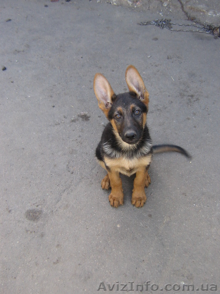 Щенки немецкой овчарки  ХарьковПродаю - <ro>Изображение</ro><ru>Изображение</ru> #1, <ru>Объявление</ru> #213738