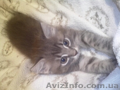 Живой котенок ищет хозяина - <ro>Изображение</ro><ru>Изображение</ru> #1, <ru>Объявление</ru> #716509