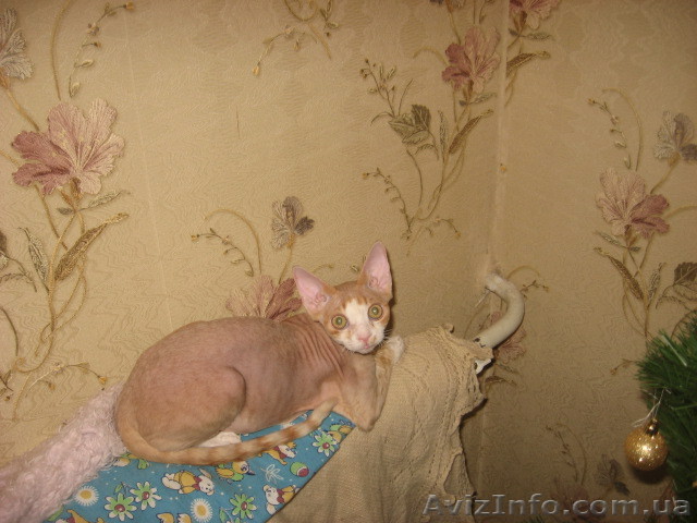 кот завет на вязку кошечку . - <ro>Изображение</ro><ru>Изображение</ru> #1, <ru>Объявление</ru> #717182