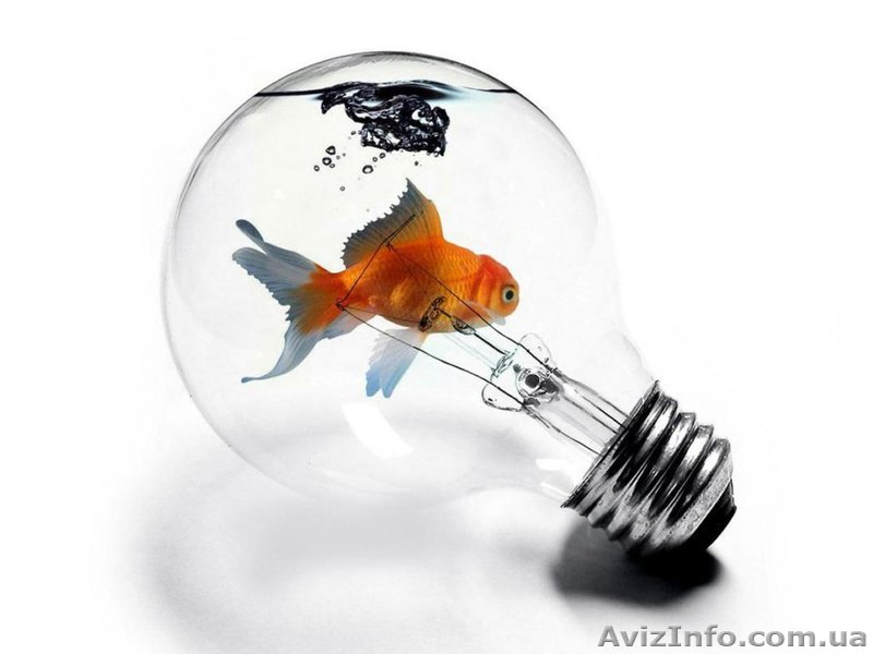 электрика проводка в квартире - <ro>Изображение</ro><ru>Изображение</ru> #1, <ru>Объявление</ru> #708279