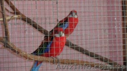 Продам попугаев РОЗЕЛЛА - <ro>Изображение</ro><ru>Изображение</ru> #1, <ru>Объявление</ru> #728305