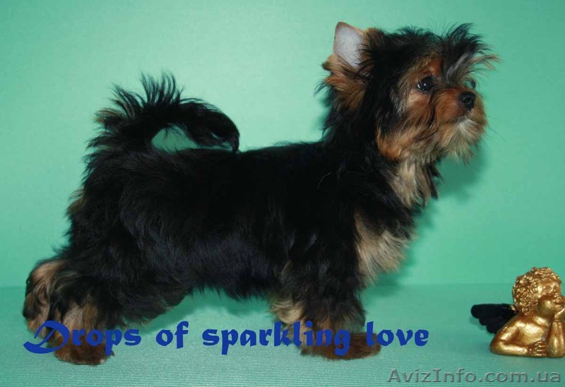 Продам кобеля йоркширского терьера - <ro>Изображение</ro><ru>Изображение</ru> #1, <ru>Объявление</ru> #742635