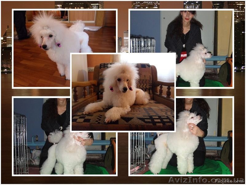  очень красивый белый карликовый пудель приглашает на вязку   - <ro>Изображение</ro><ru>Изображение</ru> #1, <ru>Объявление</ru> #737084
