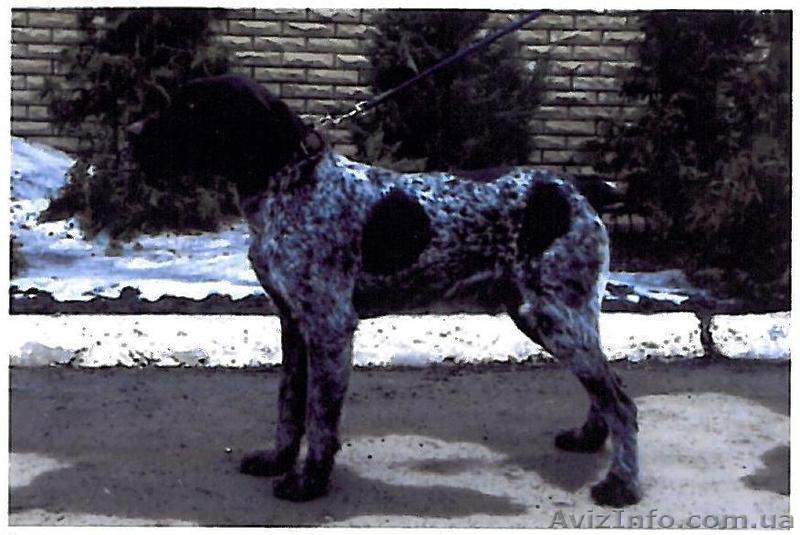 Щенки дратхааров ждут вас! - <ro>Изображение</ro><ru>Изображение</ru> #1, <ru>Объявление</ru> #732226