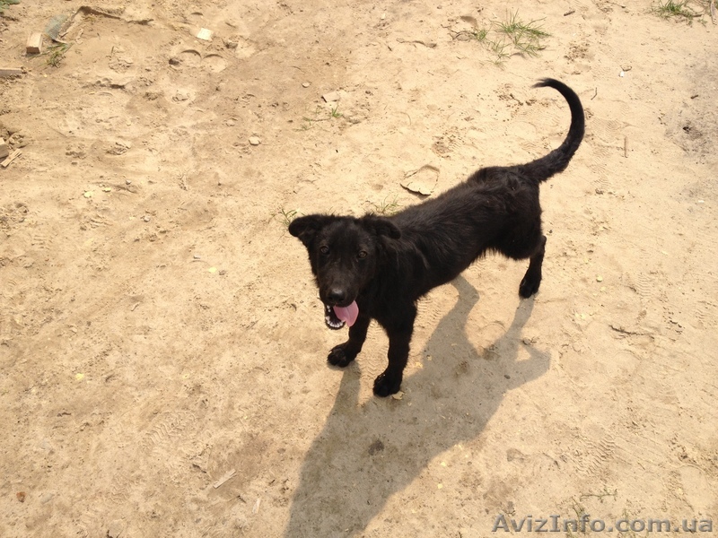 Отдам щенка в хорошие руки!!! - <ro>Изображение</ro><ru>Изображение</ru> #1, <ru>Объявление</ru> #746900