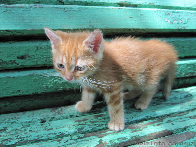 Рыженькая кошечка ждет хозяина - <ro>Изображение</ro><ru>Изображение</ru> #1, <ru>Объявление</ru> #745066
