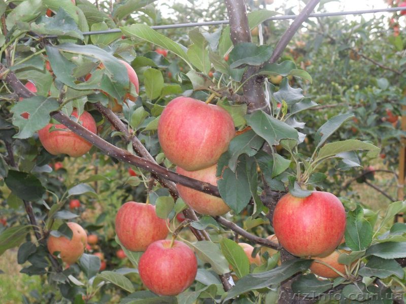 яблоки от производителя - <ro>Изображение</ro><ru>Изображение</ru> #1, <ru>Объявление</ru> #746012