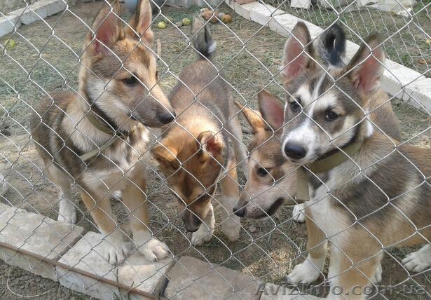 породистые щенки западносибирской лайки - <ro>Изображение</ro><ru>Изображение</ru> #1, <ru>Объявление</ru> #749988