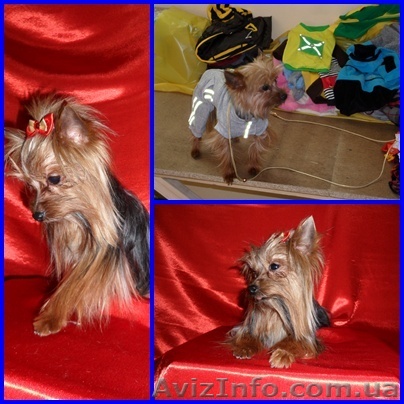 йорк мини приглошает на вязку - <ro>Изображение</ro><ru>Изображение</ru> #1, <ru>Объявление</ru> #752313