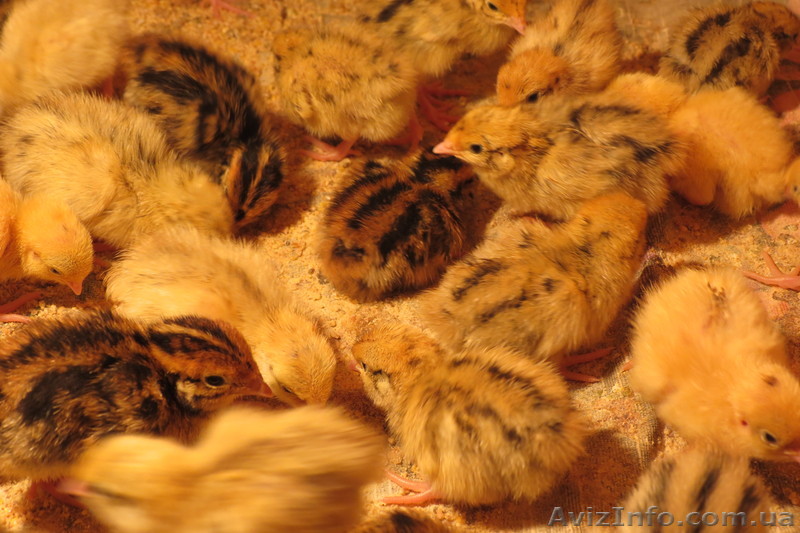 Перепела породы Маньчжурские золотистые - <ro>Изображение</ro><ru>Изображение</ru> #1, <ru>Объявление</ru> #756858