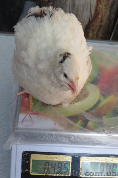 Техасский белый перепел - <ro>Изображение</ro><ru>Изображение</ru> #1, <ru>Объявление</ru> #756719