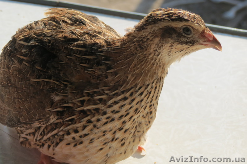 Мясная порода перепелов Фараон - <ro>Изображение</ro><ru>Изображение</ru> #1, <ru>Объявление</ru> #756888