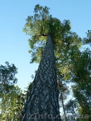 ЧФ ЛЕС (Лиственница, Ель, Сосна) - <ro>Изображение</ro><ru>Изображение</ru> #1, <ru>Объявление</ru> #426847