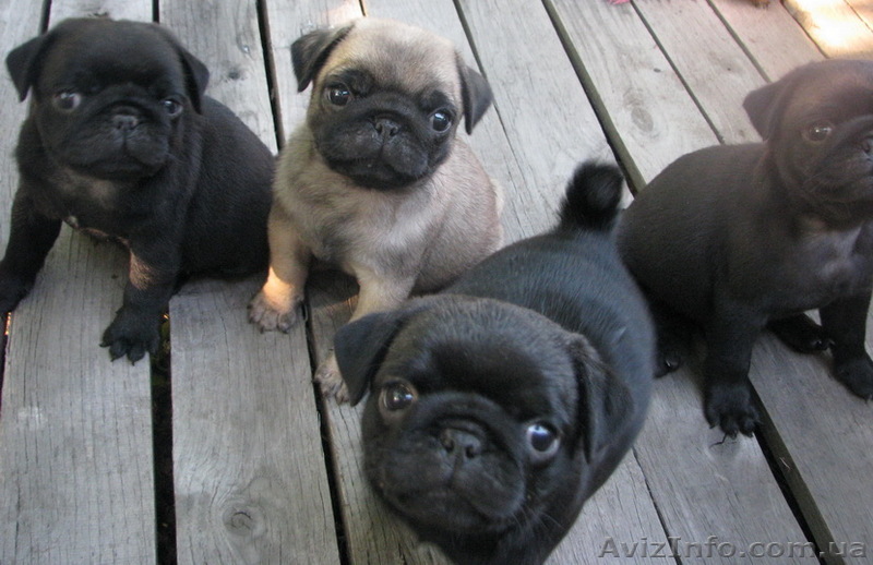 Продам щенков породы мопс - черные , бежевые, КСУ, прививки, документы - <ro>Изображение</ro><ru>Изображение</ru> #1, <ru>Объявление</ru> #757063