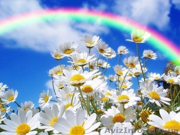 boikosvet_589@mail.ru - <ro>Изображение</ro><ru>Изображение</ru> #1, <ru>Объявление</ru> #779008