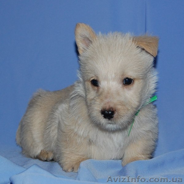 Скотч-терьера щенки! - <ro>Изображение</ro><ru>Изображение</ru> #1, <ru>Объявление</ru> #772408