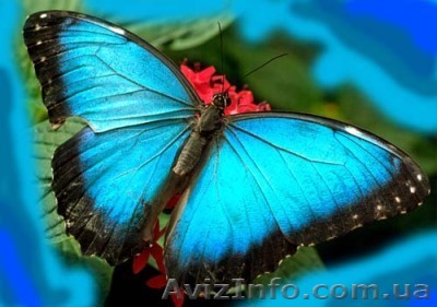 Курс «3DMax»,разработка дизайна, создание видеоигр - <ro>Изображение</ro><ru>Изображение</ru> #1, <ru>Объявление</ru> #777055