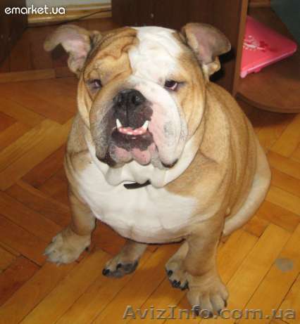 Английский бульдог ищет добрую, заботливую, любящую хозяйку.  - <ro>Изображение</ro><ru>Изображение</ru> #1, <ru>Объявление</ru> #799045