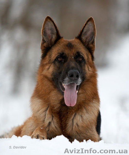 Дрессировка овчарки в Харькове - <ro>Изображение</ro><ru>Изображение</ru> #1, <ru>Объявление</ru> #793493