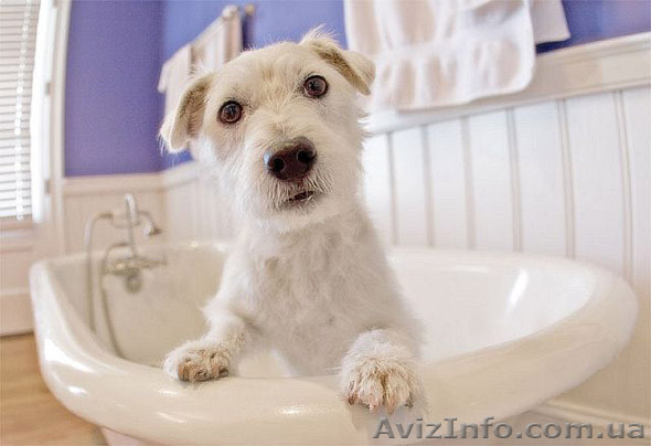 Стрижка, тримминг собак - <ro>Изображение</ro><ru>Изображение</ru> #1, <ru>Объявление</ru> #793301