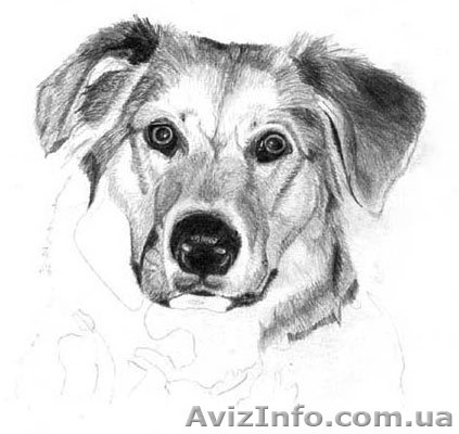 Воспитание собак - <ro>Изображение</ro><ru>Изображение</ru> #1, <ru>Объявление</ru> #803152