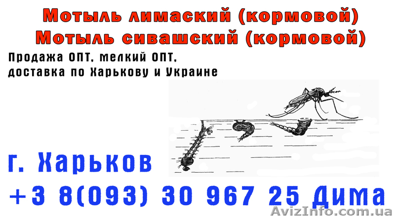 !!! ПРОДАЖА МОТЫЛЯ ОТ ДОБЫТЧИКА !!! - <ro>Изображение</ro><ru>Изображение</ru> #1, <ru>Объявление</ru> #807968