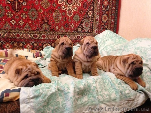 Продам щенков Шарпея! - <ro>Изображение</ro><ru>Изображение</ru> #1, <ru>Объявление</ru> #828778