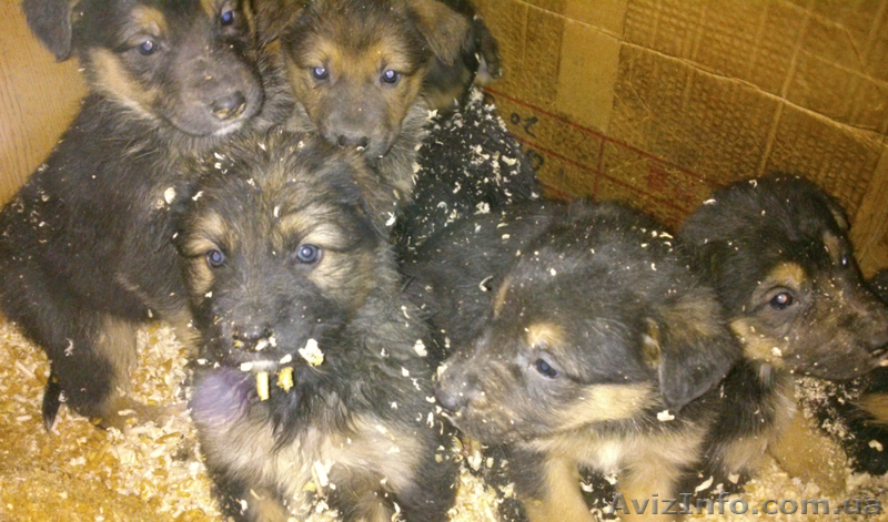 Внеплановые щенки немецкой овчарки - <ro>Изображение</ro><ru>Изображение</ru> #1, <ru>Объявление</ru> #825543