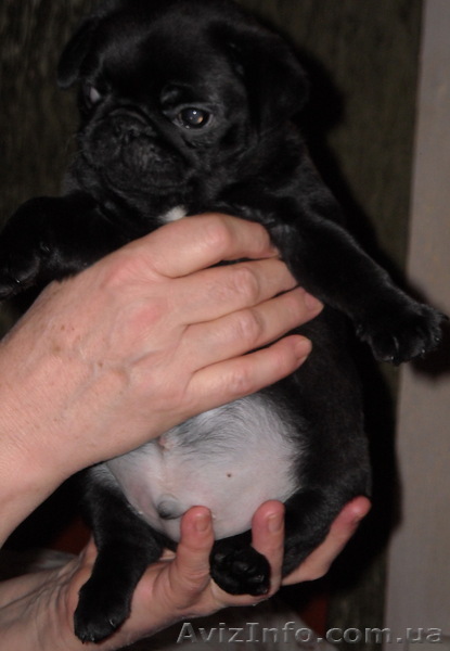 Продам выставочных щенков породы Мопс- документы КСУ, черные и бежевые - <ro>Изображение</ro><ru>Изображение</ru> #1, <ru>Объявление</ru> #826973