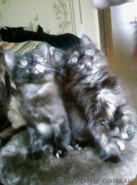 подарю котят черепахового окраса - <ro>Изображение</ro><ru>Изображение</ru> #1, <ru>Объявление</ru> #819047