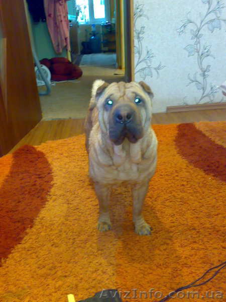 Отдам Шар-пея бесплатно - <ro>Изображение</ro><ru>Изображение</ru> #1, <ru>Объявление</ru> #847199