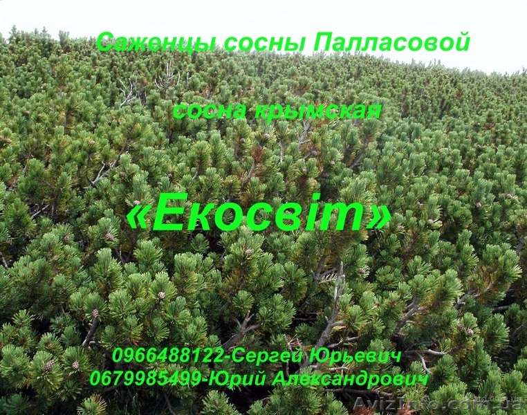 Саженцы сосны Палласовой черной - <ro>Изображение</ro><ru>Изображение</ru> #1, <ru>Объявление</ru> #837706