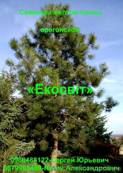 Саженцы желтой сосны - <ro>Изображение</ro><ru>Изображение</ru> #1, <ru>Объявление</ru> #837708