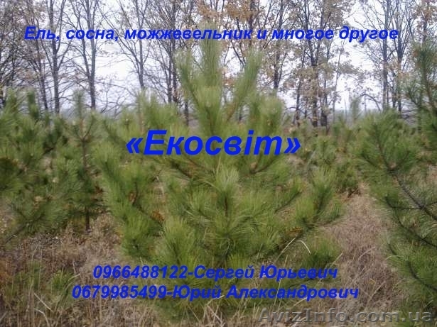 Ель, сосна, можжевельник и многое другое - <ro>Изображение</ro><ru>Изображение</ru> #1, <ru>Объявление</ru> #837709