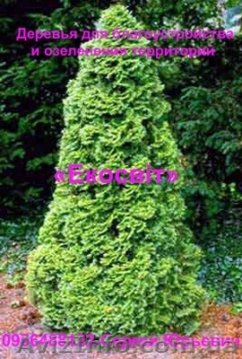 Деревья для благоустройства и озеленения территорий - <ro>Изображение</ro><ru>Изображение</ru> #1, <ru>Объявление</ru> #837683