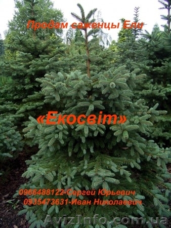 Продам саженцы Ели - <ro>Изображение</ro><ru>Изображение</ru> #1, <ru>Объявление</ru> #837688