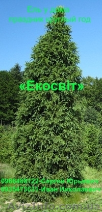 Ель у дома – праздник круглый год - <ro>Изображение</ro><ru>Изображение</ru> #1, <ru>Объявление</ru> #837691