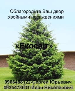 Облагородьте Ваш двор хвойными насаждениями - <ro>Изображение</ro><ru>Изображение</ru> #1, <ru>Объявление</ru> #837693