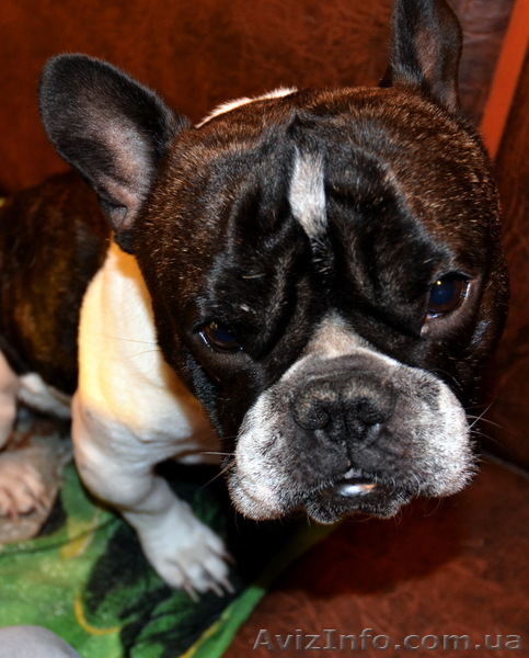 Разведение французских бульдогов - <ro>Изображение</ro><ru>Изображение</ru> #1, <ru>Объявление</ru> #847843