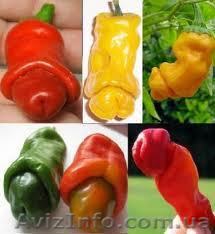 Перец пенис Chilly Willy семена - <ro>Изображение</ro><ru>Изображение</ru> #1, <ru>Объявление</ru> #847813