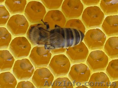 Натуральный 100% свой мед, 20 лет опыта. Разнотравье. - <ro>Изображение</ro><ru>Изображение</ru> #1, <ru>Объявление</ru> #872432