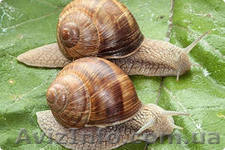 виноградная улитка - <ro>Изображение</ro><ru>Изображение</ru> #1, <ru>Объявление</ru> #854295