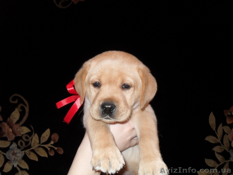 Продам алиментного щенка лабрадора ретривера - <ro>Изображение</ro><ru>Изображение</ru> #1, <ru>Объявление</ru> #862844