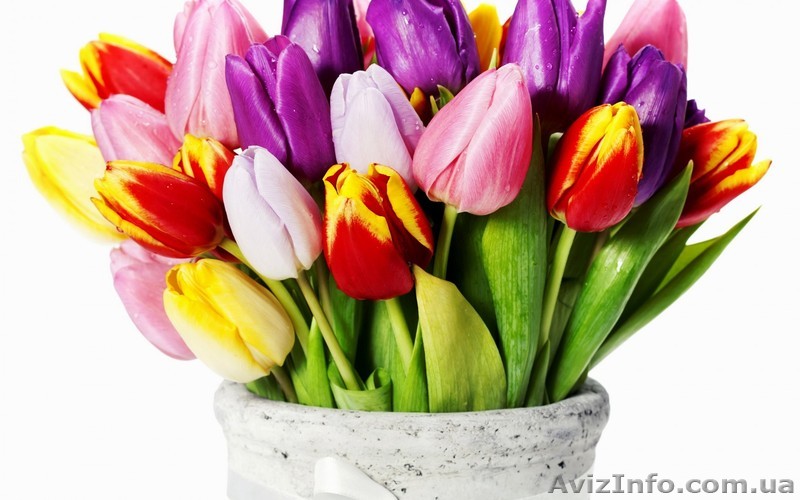 тюльпаны в Харькове оптом - <ro>Изображение</ro><ru>Изображение</ru> #1, <ru>Объявление</ru> #565924